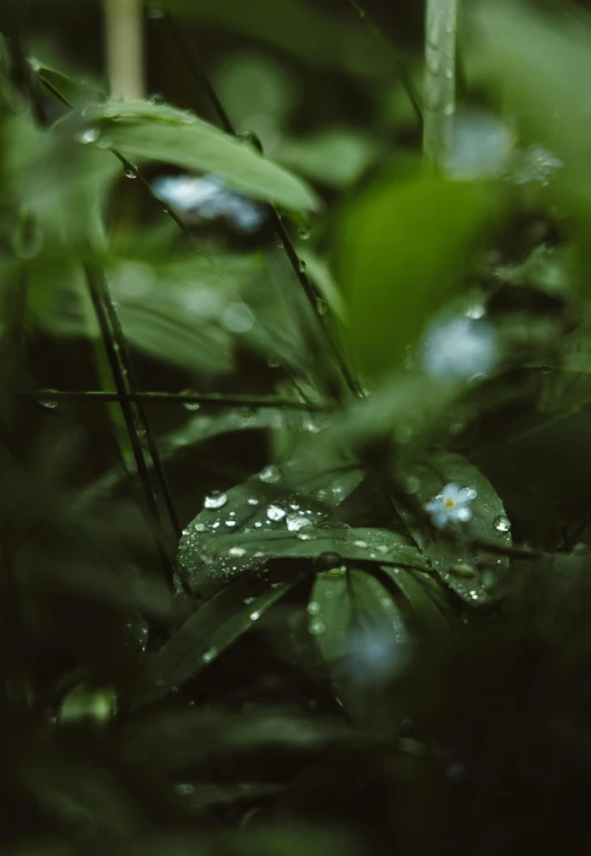 a close up of water droplets on the grass