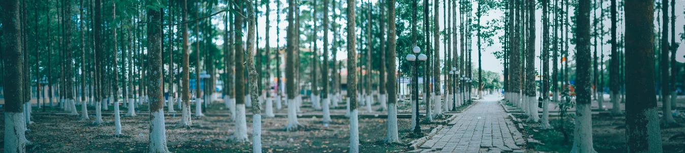 a walkway through a forest filled with tall trees