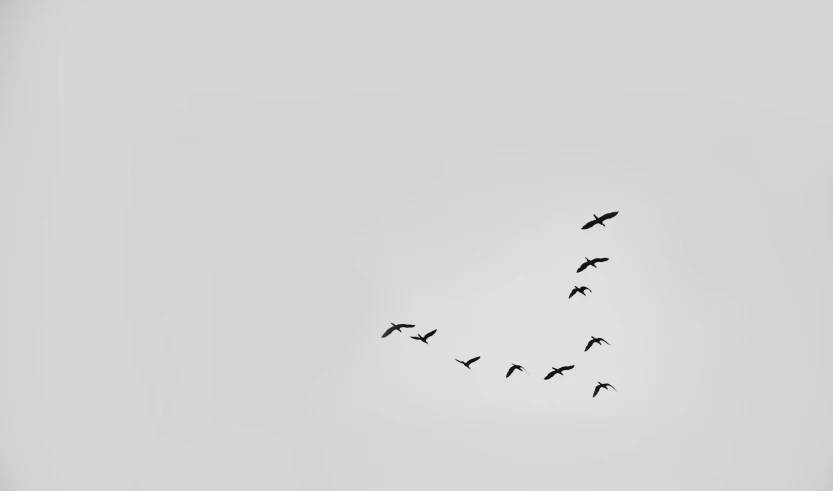 birds in a black and white po against a blue sky