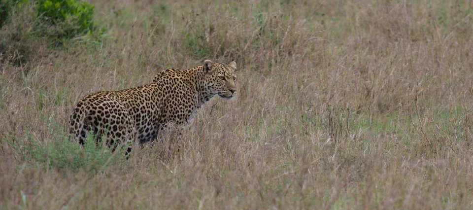 a large leopard in tall grass surrounded by trees