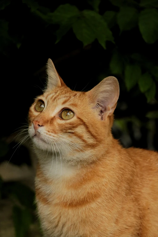 a close up of a cat with trees in the background