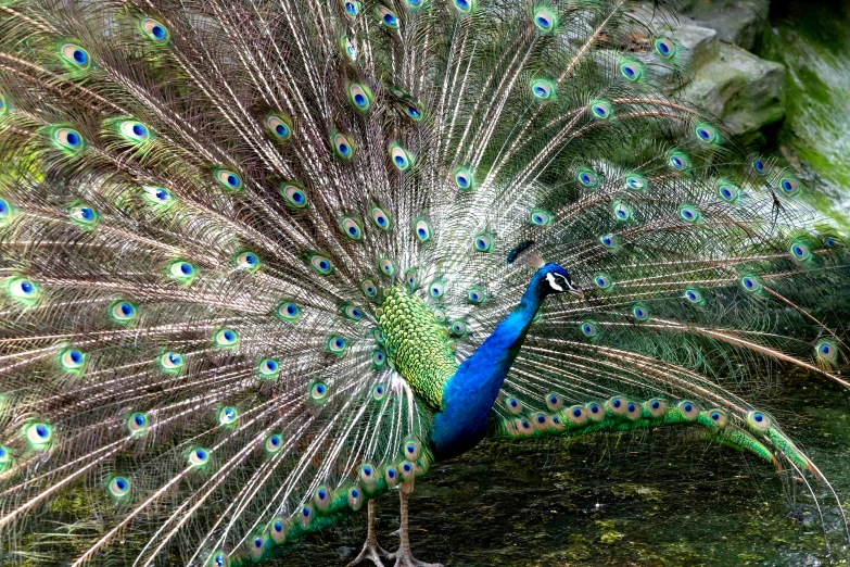 a close - up of a peacock with its feathers spread out