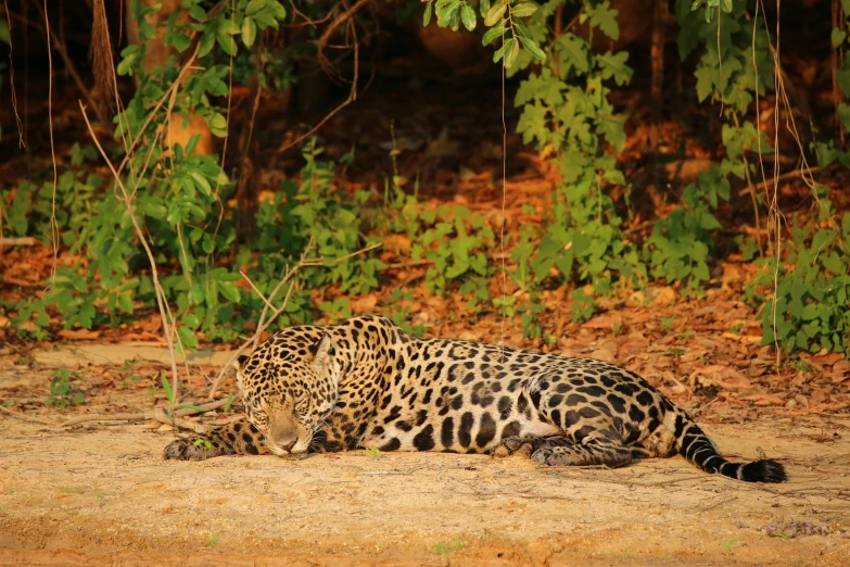 a leopard sitting on top of a dirt field