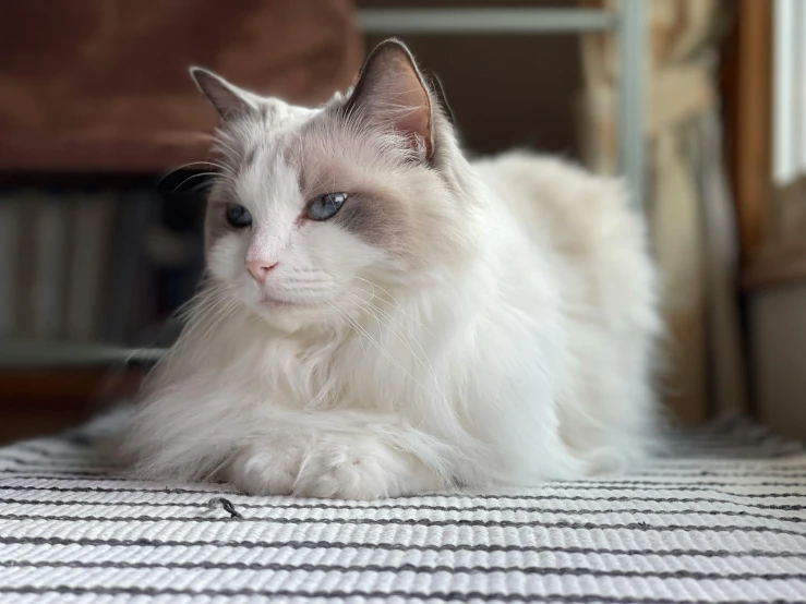 an white cat with blue eyes laying down