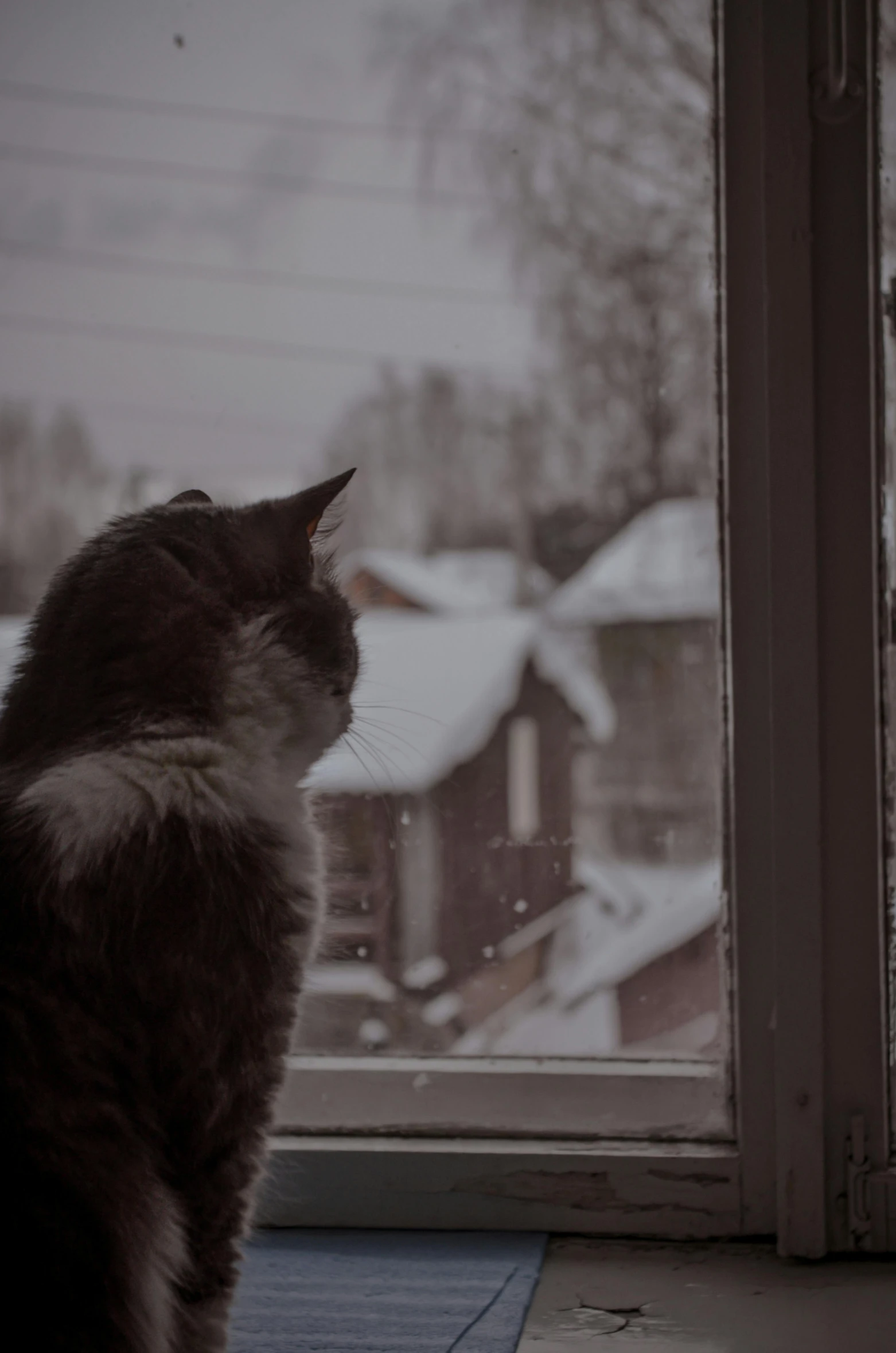 a black and white cat looks out of a window