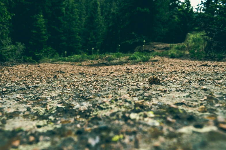 a dirt field with leaves and pine trees