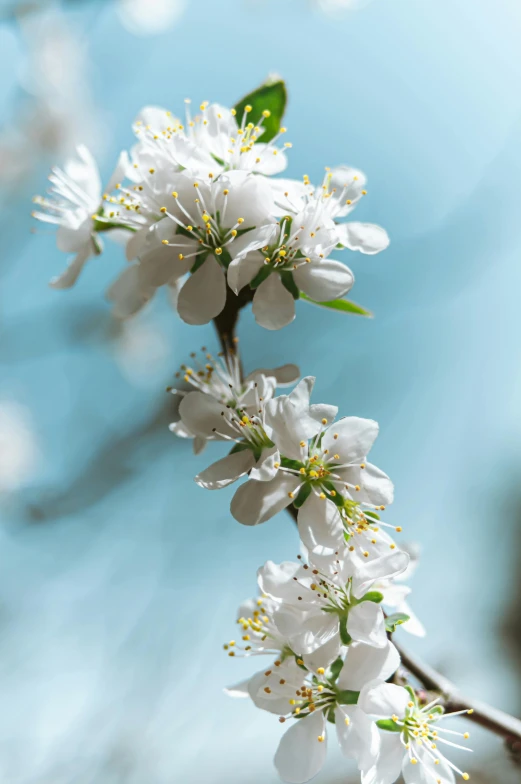 there is a tree with several white flowers