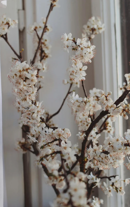 a nch filled with white flowers and green leaves