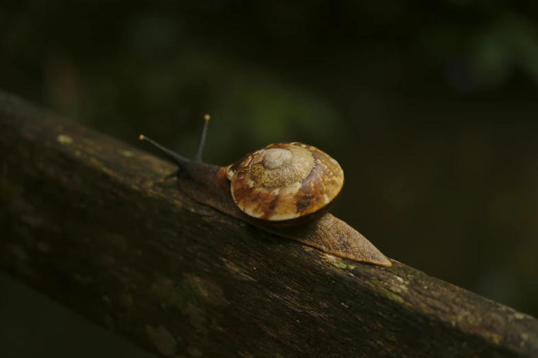 a snail with its shell sitting on a nch