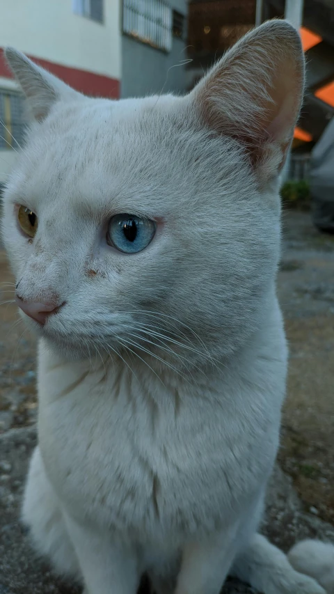 a cat with blue eyes sits on the concrete