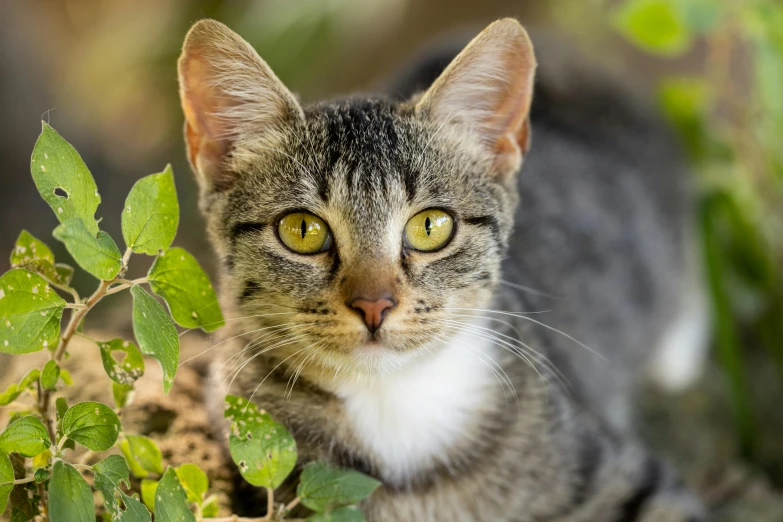 a gray and white cat is staring ahead