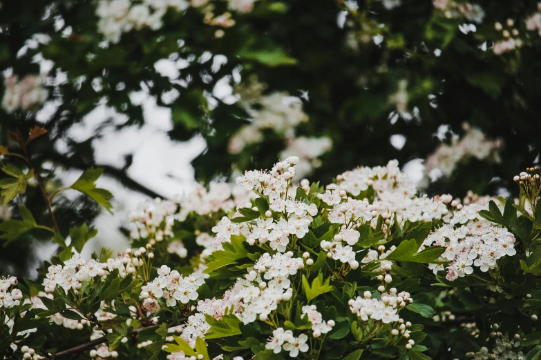 a bunch of white flowers on the nches