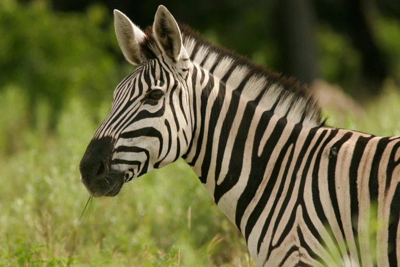 a close up of the face and ears of a ze