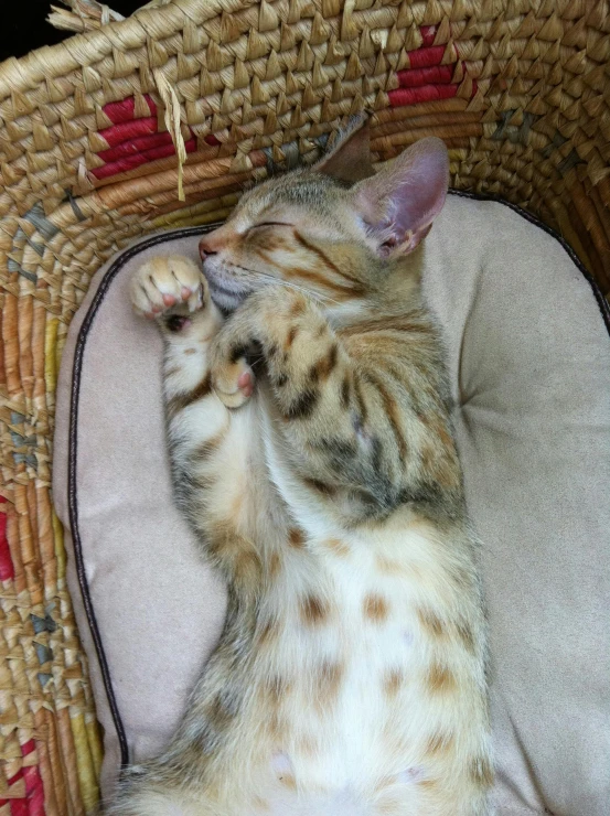 a small kitten is sleeping in a wicker basket