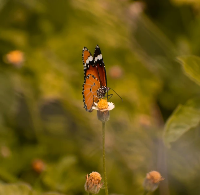 a erfly with white stripes on its wings flying on a flower