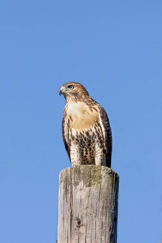 an image of a bird sitting on a post