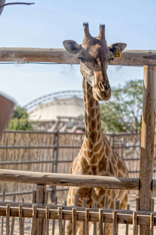 the giraffe is peeking over the fence at the viewer