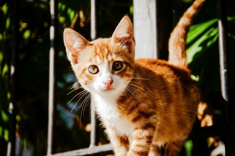 a kitten looking down at the camera through a gate