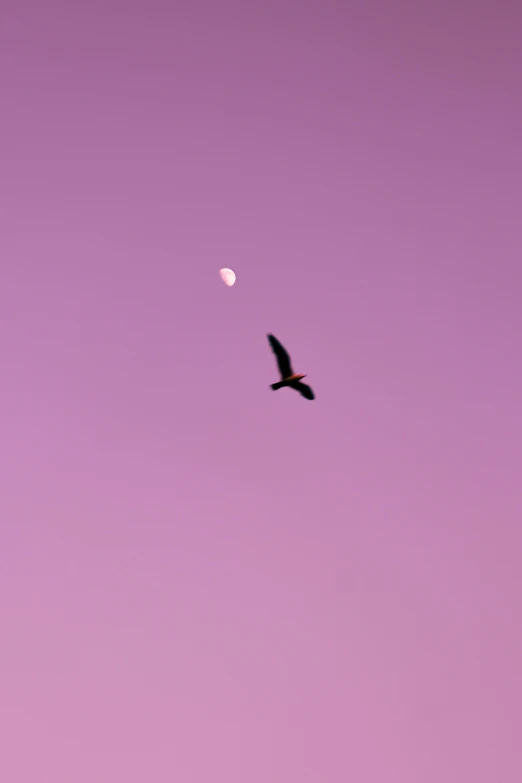 a bird flies across a dark purple sky