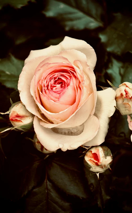 a single flower is on some dark leaves