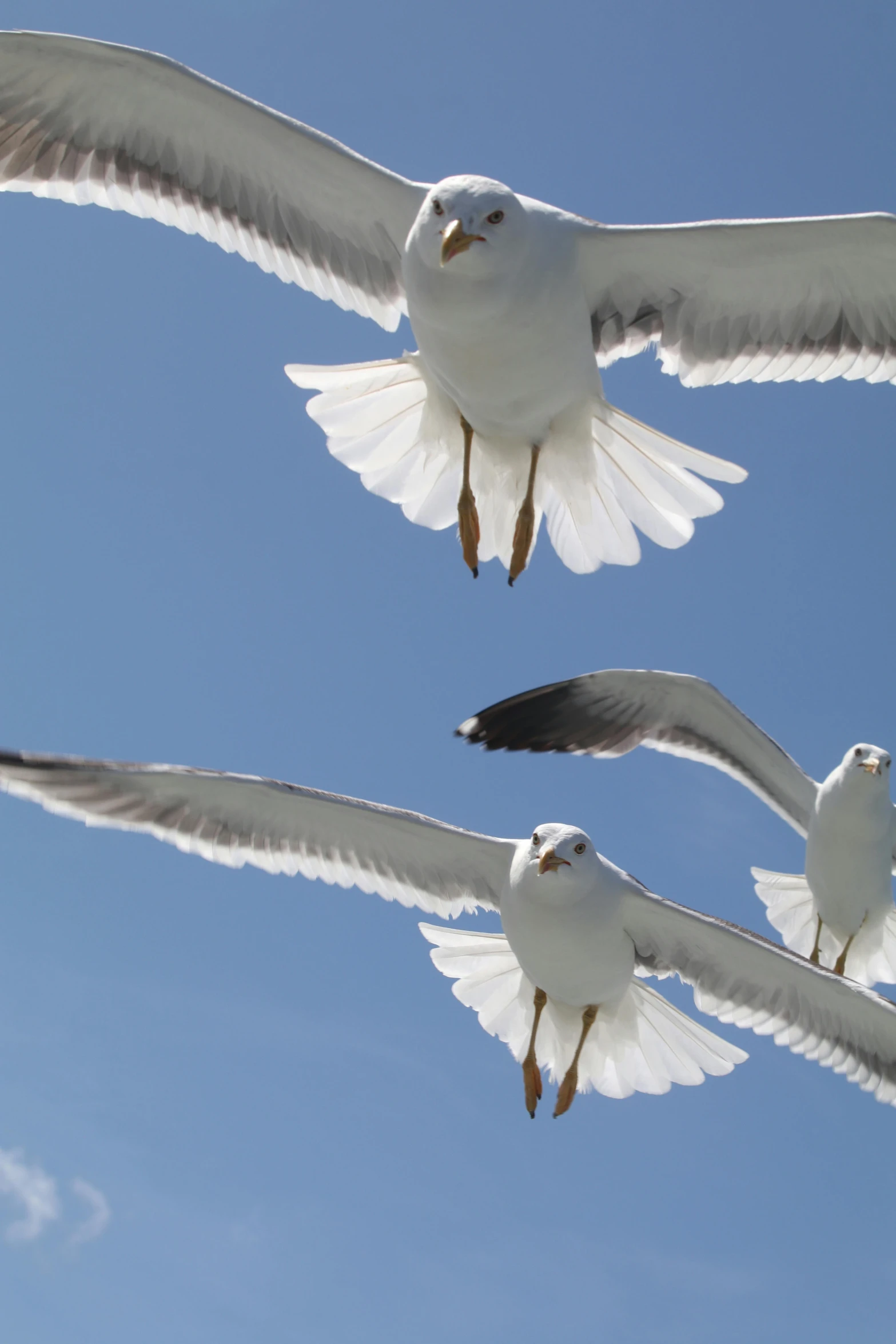 three white birds are flying through the blue sky