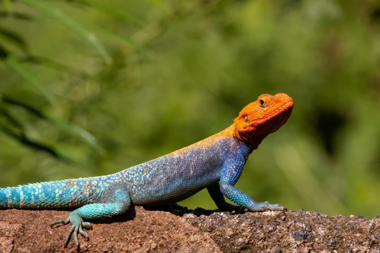 a lizard with orange markings standing on a rock