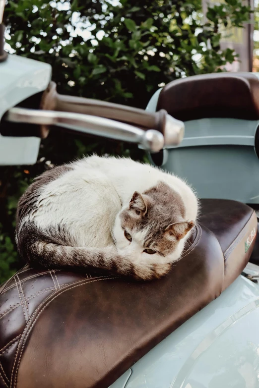 a cat that is sitting on a brown leather cushion