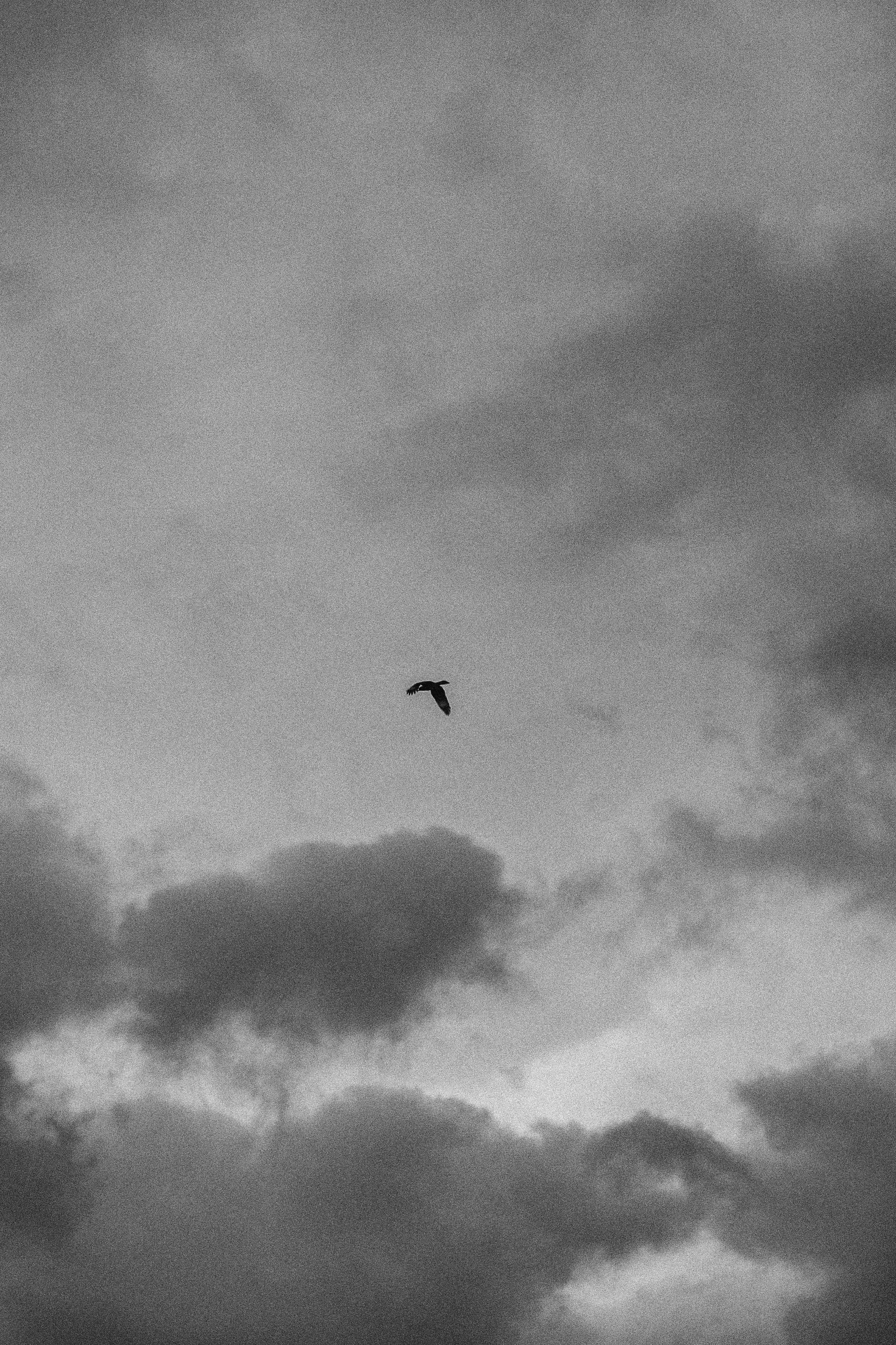 a bird flying in the cloudy sky, with the sky behind it