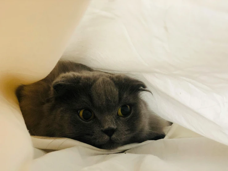 there is a grey cat laying down with its head over the covers