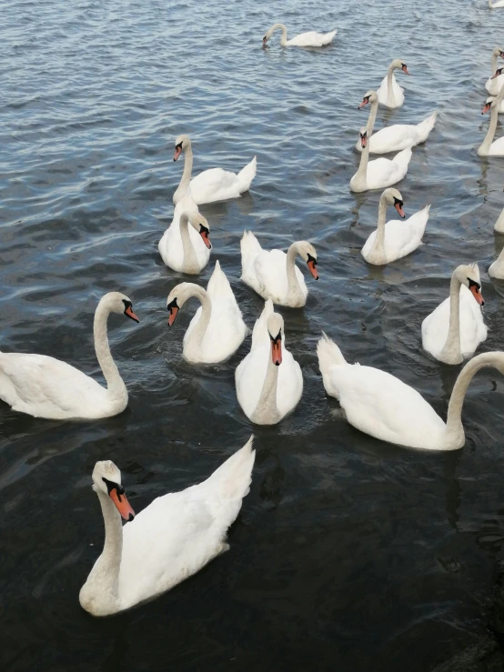 several white swans in water next to each other