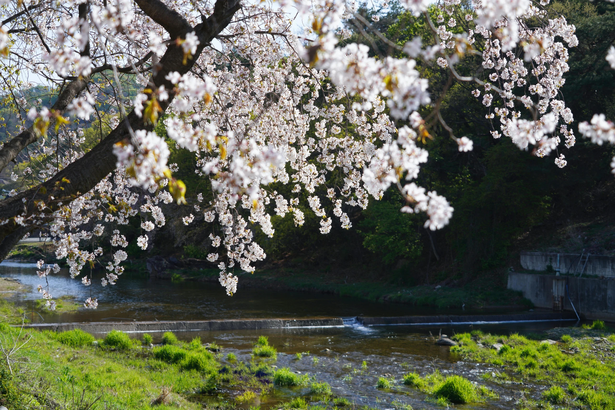 a river in the background with a group of flowers on it