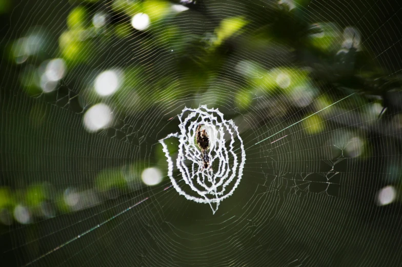 a web with a spider inside of it