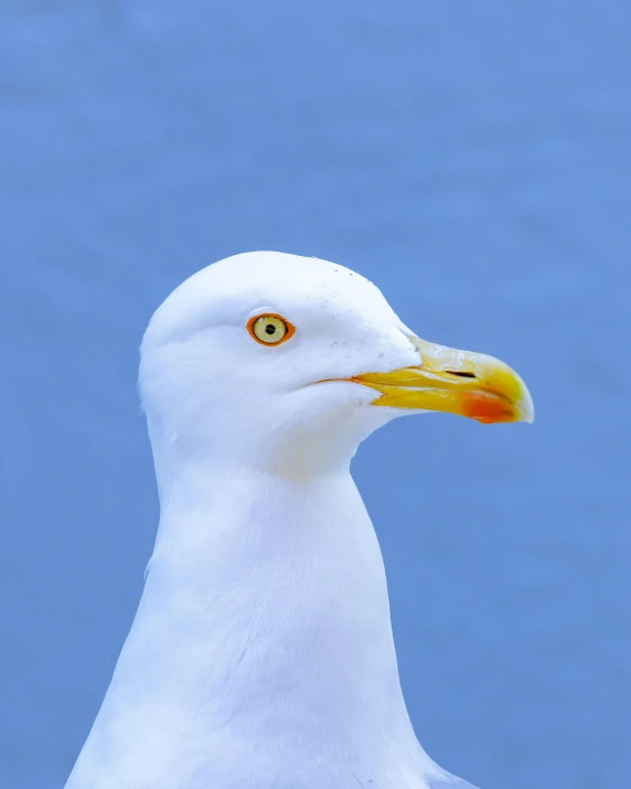 a white seagull looking over its shoulder while standing