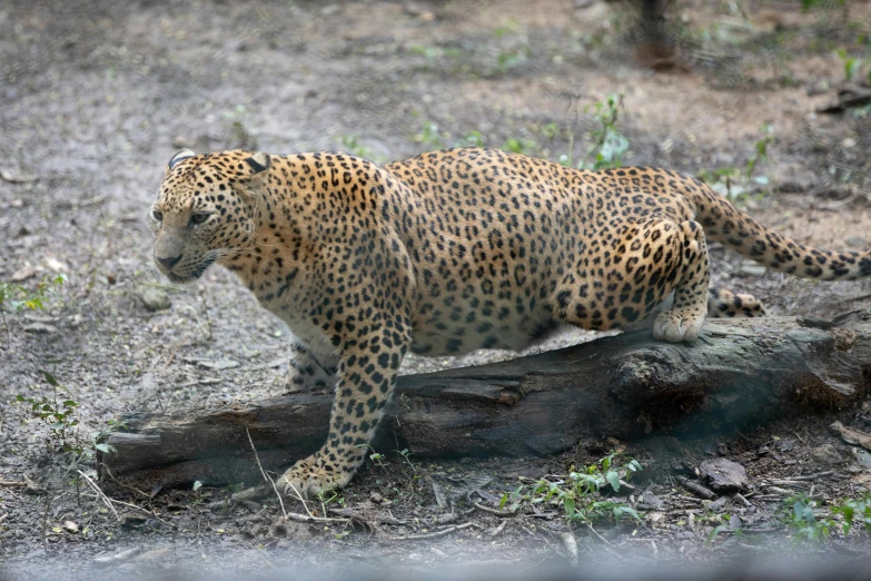 a leopard on the ground staring at the camera