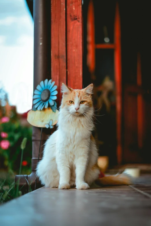 a cream and white cat sits by a flower on a sunny day