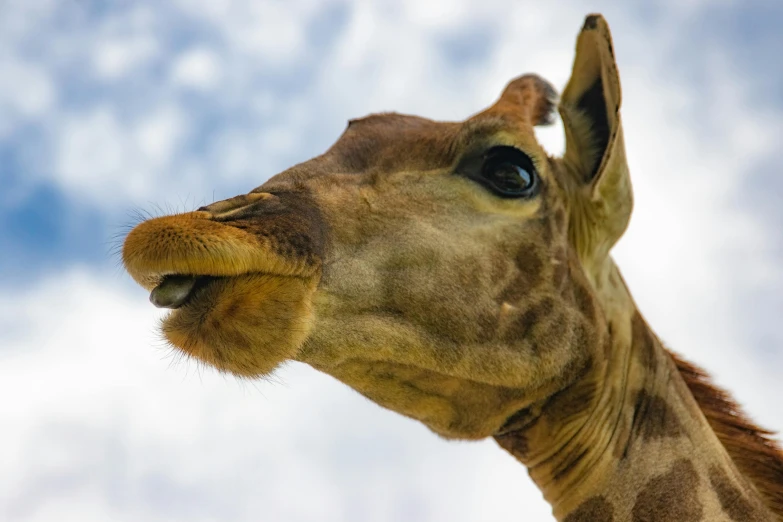 a close up view of a giraffe's head