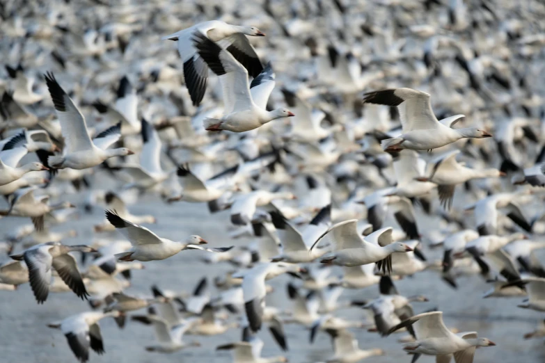 many birds flying in formation on the water