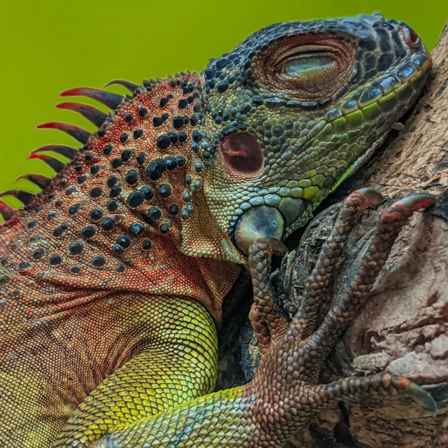 two large lizards resting on a nch in an enclosure