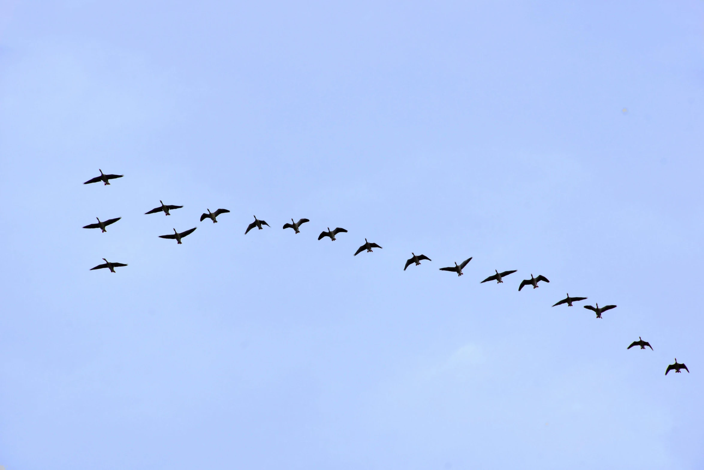 this is a long line of birds in the sky