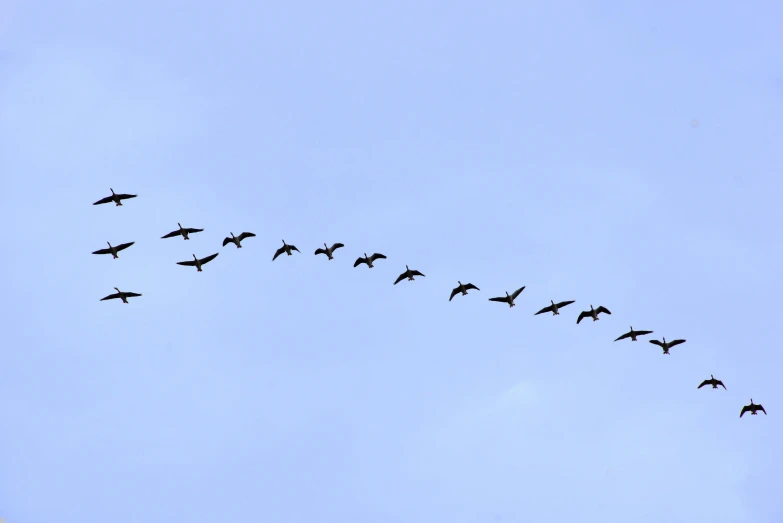 this is a long line of birds in the sky