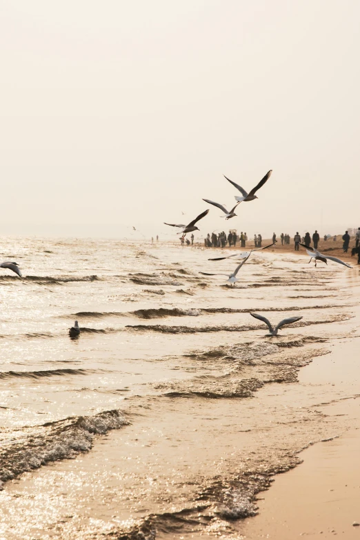 a view of some seagulls flying over the water