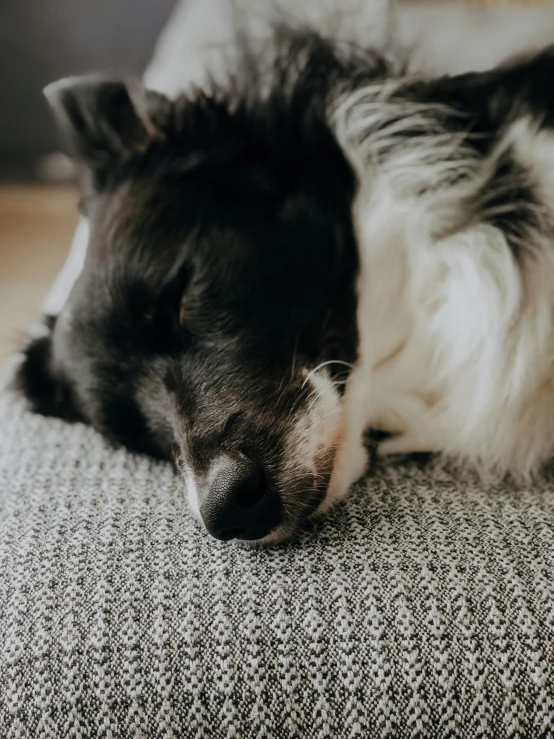 there is a black and white dog laying on the couch