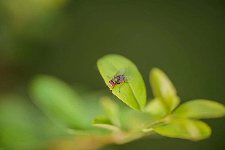 insect sitting on the end of a green leaf