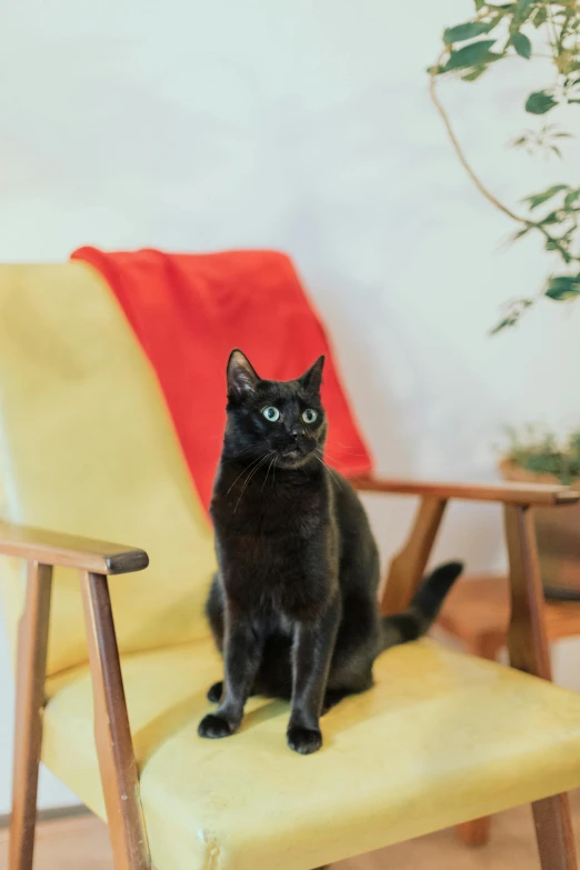 black cat sitting on the arm of a yellow chair