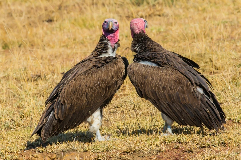 a couple of vultures that are standing in the grass