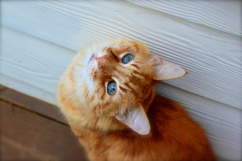 a very cute looking orange cat peeking out from behind a wall