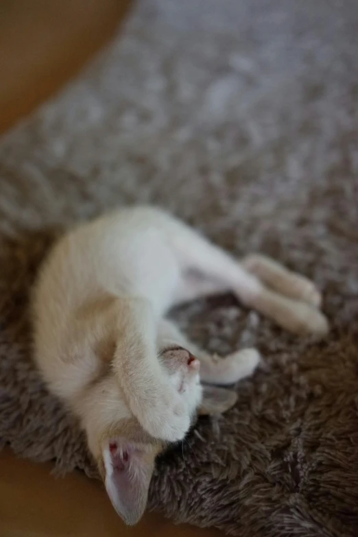 a small white kitten playing on the carpet