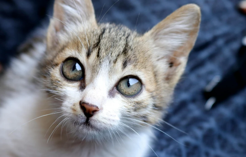 a cute cat with big blue eyes looking at the camera