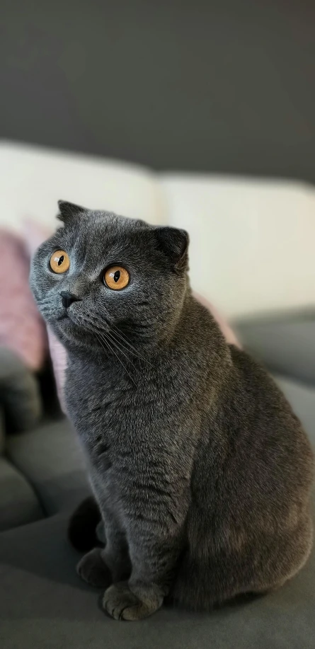 a cat sitting on the couch looking at soing with an unhappy look