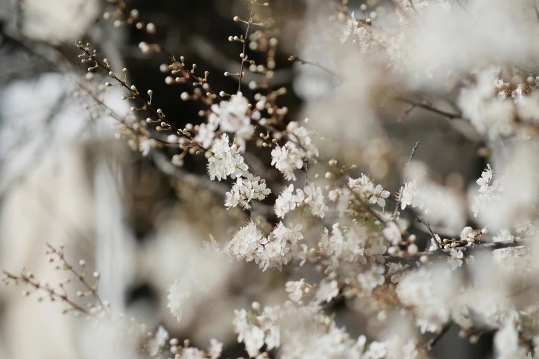 flowers with small stems sprinkled on them in the spring